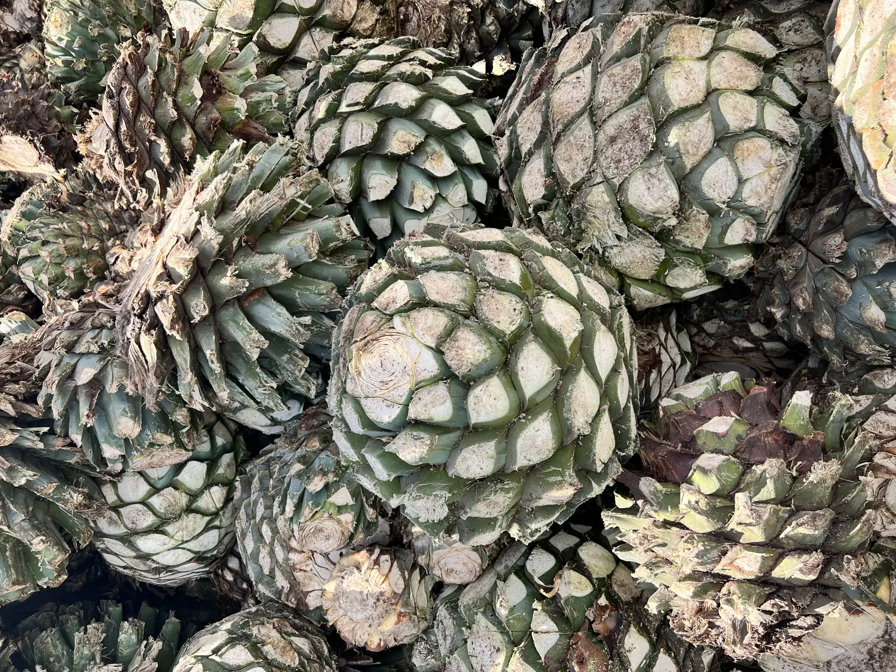 Harvested agave piñas arriving at the distillery