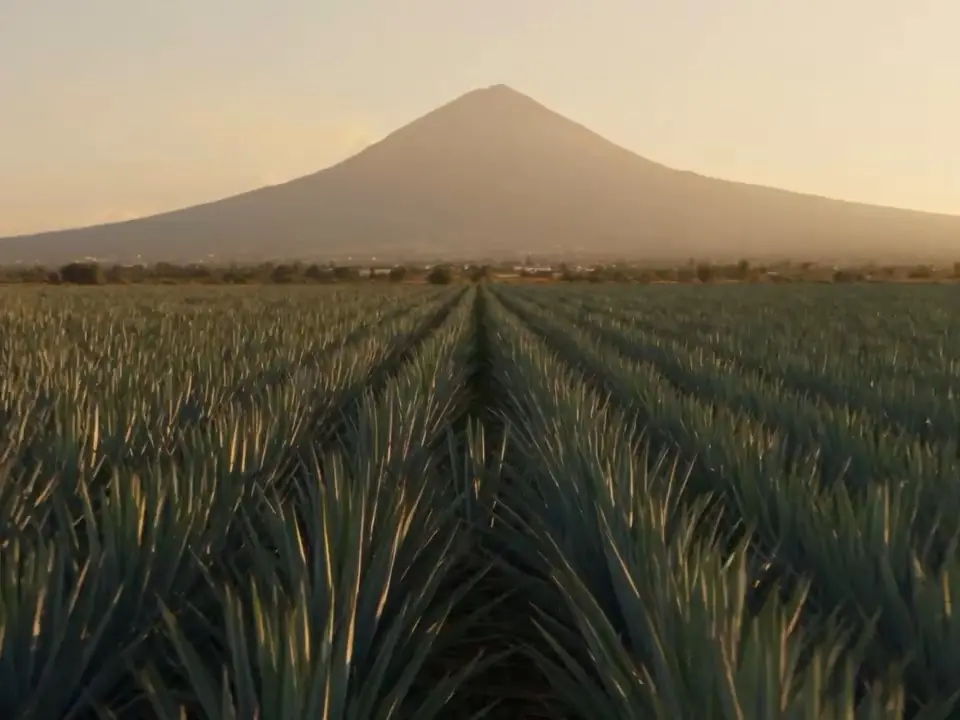 Rows of blue agave below the Tequila Volcano