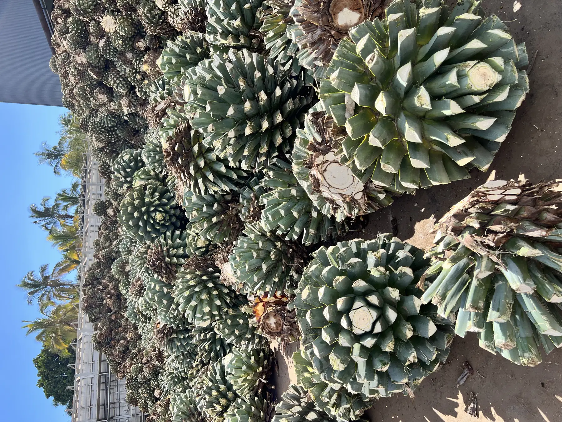 Harvested agave piñas waiting for the ovens in Tequila, Jalisco