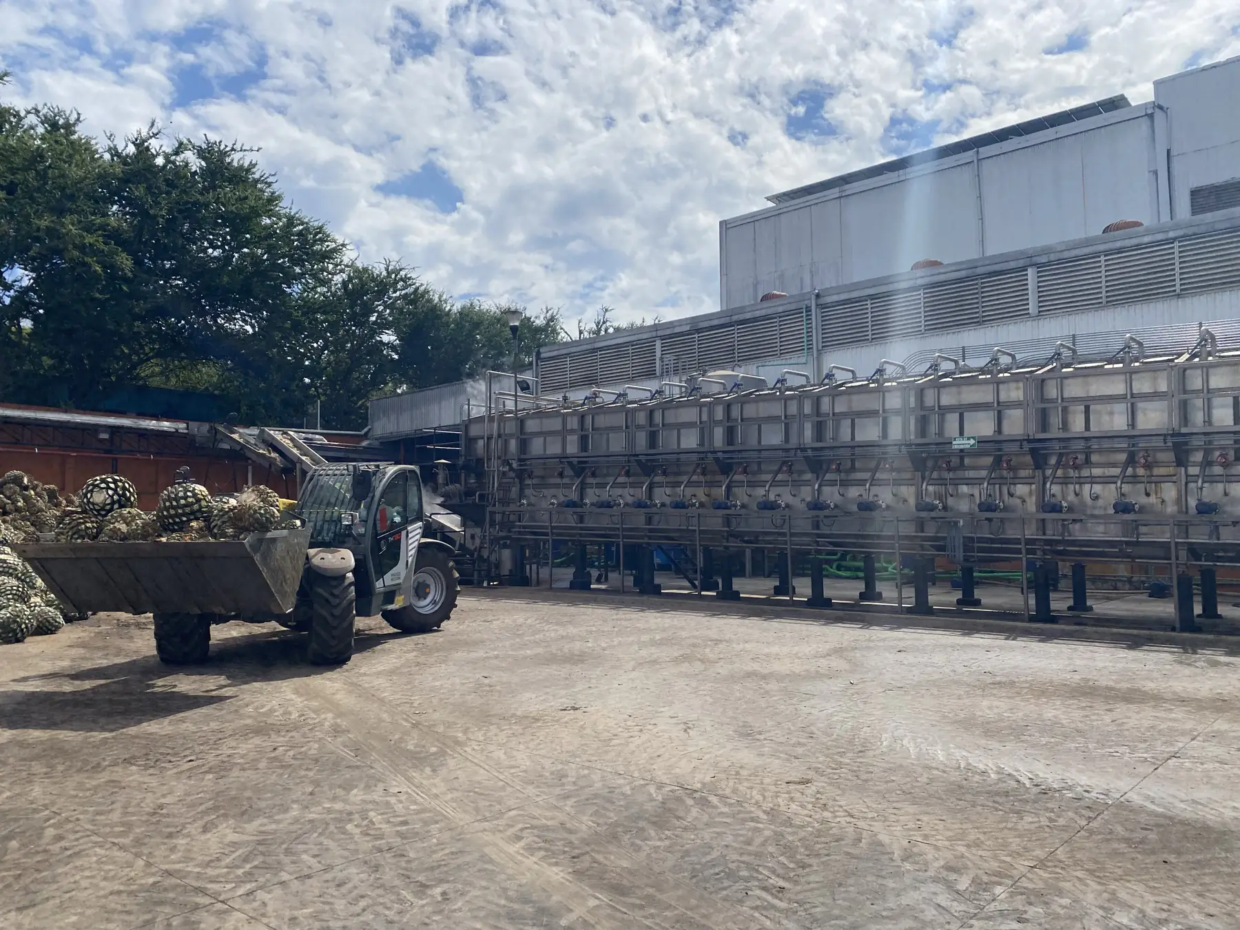The diffuser line at the Sapiens distillery, with a loader bringing agave piñas