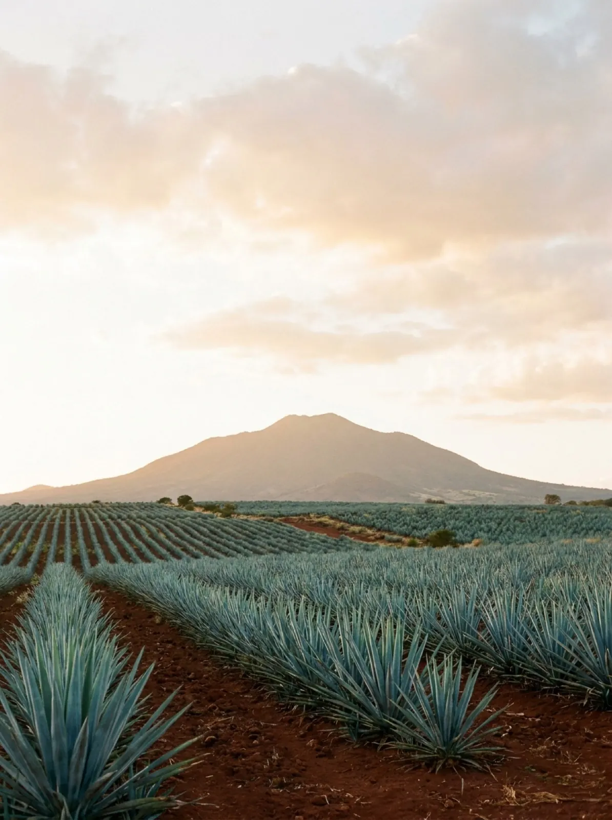The Tequila Volcano rising over rows of blue agave